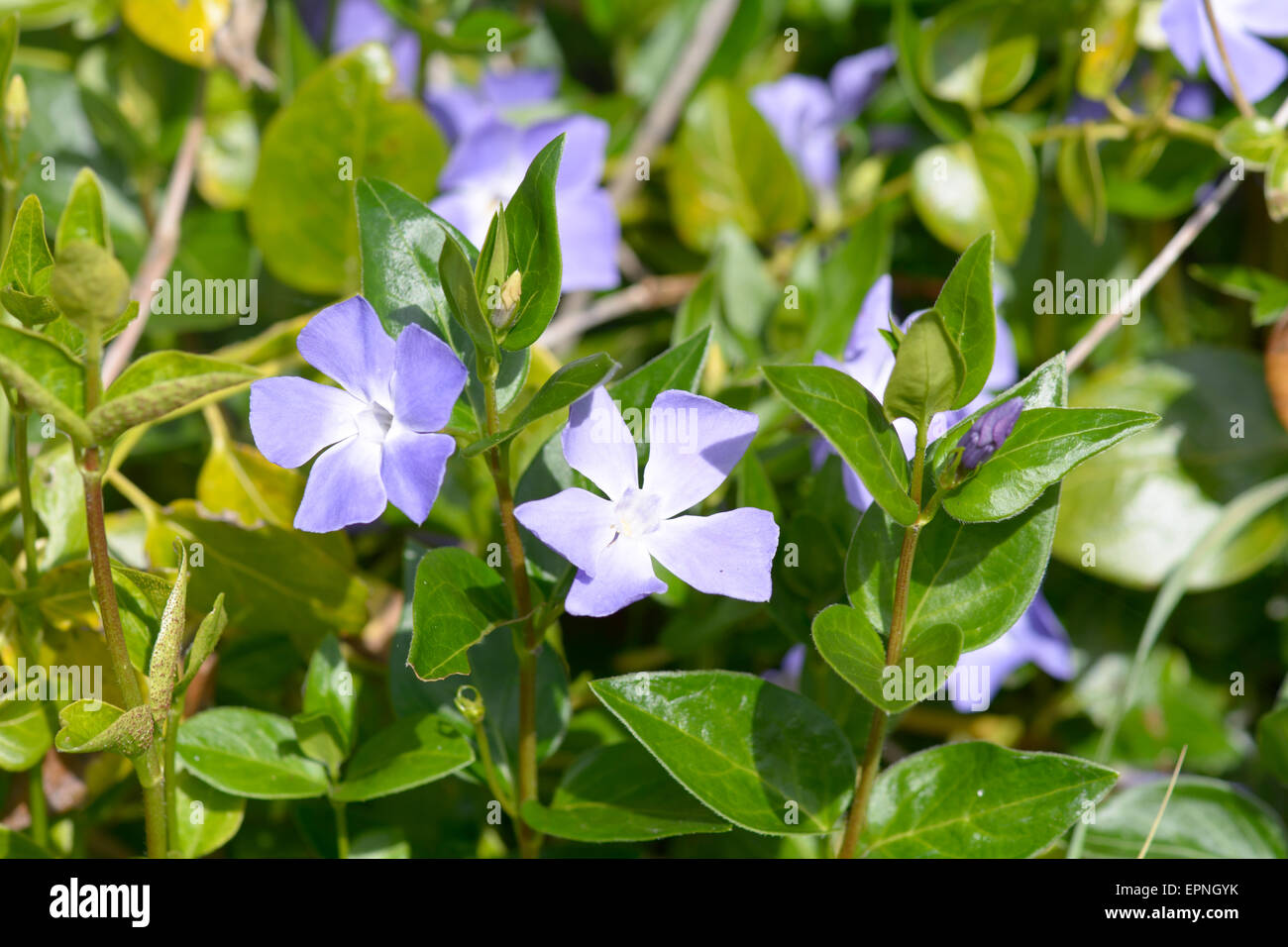 Blu pervinca fiore di erbaccia Foto Stock