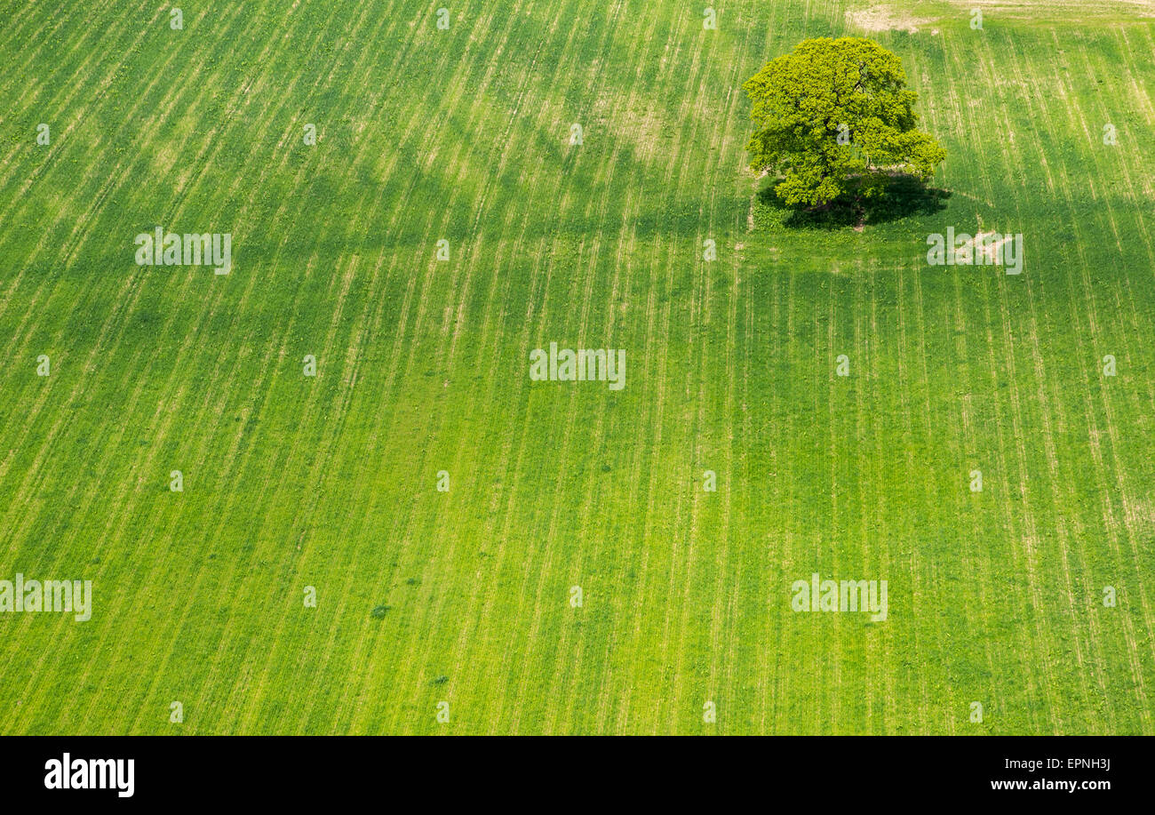 Guardando verso il basso su un lone tree nel mezzo di un campo di verde nella campagna del Cheshire. Foto Stock