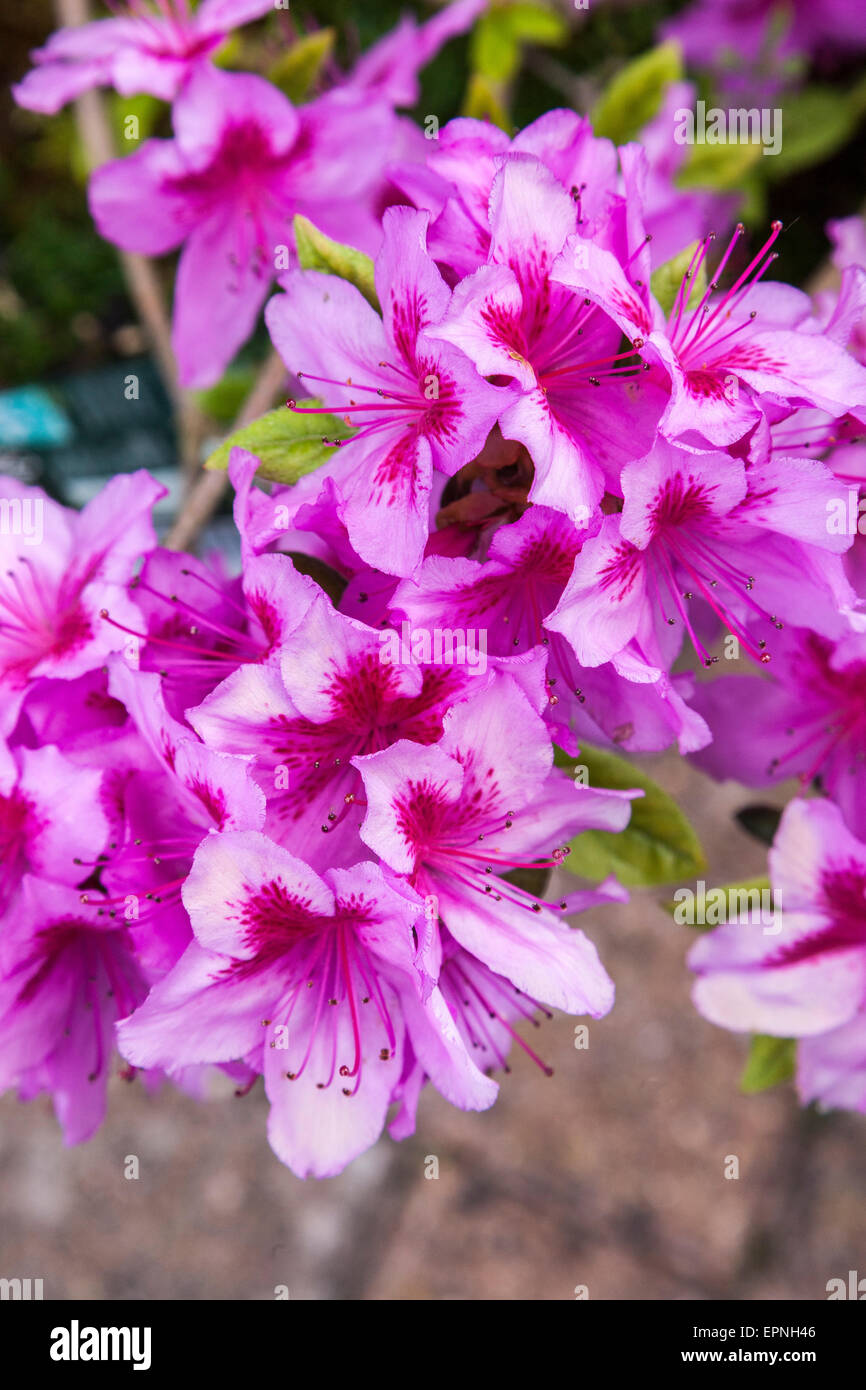 Azalea Danubio blu a pieno colore. Foto Stock