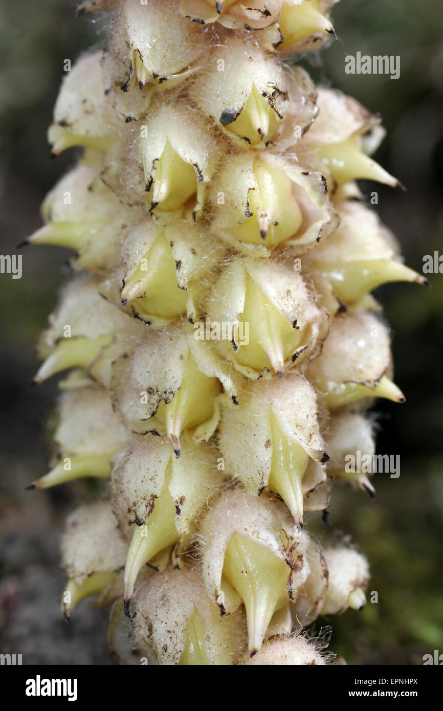 Toothwort comune Lathraea squamaria Foto Stock