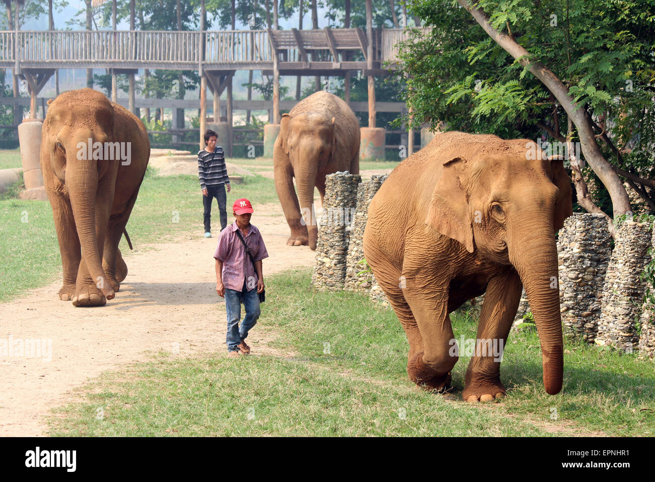 Gli elefanti con i gestori in corrispondenza di Elephant Nature Park, Thailandia Foto Stock