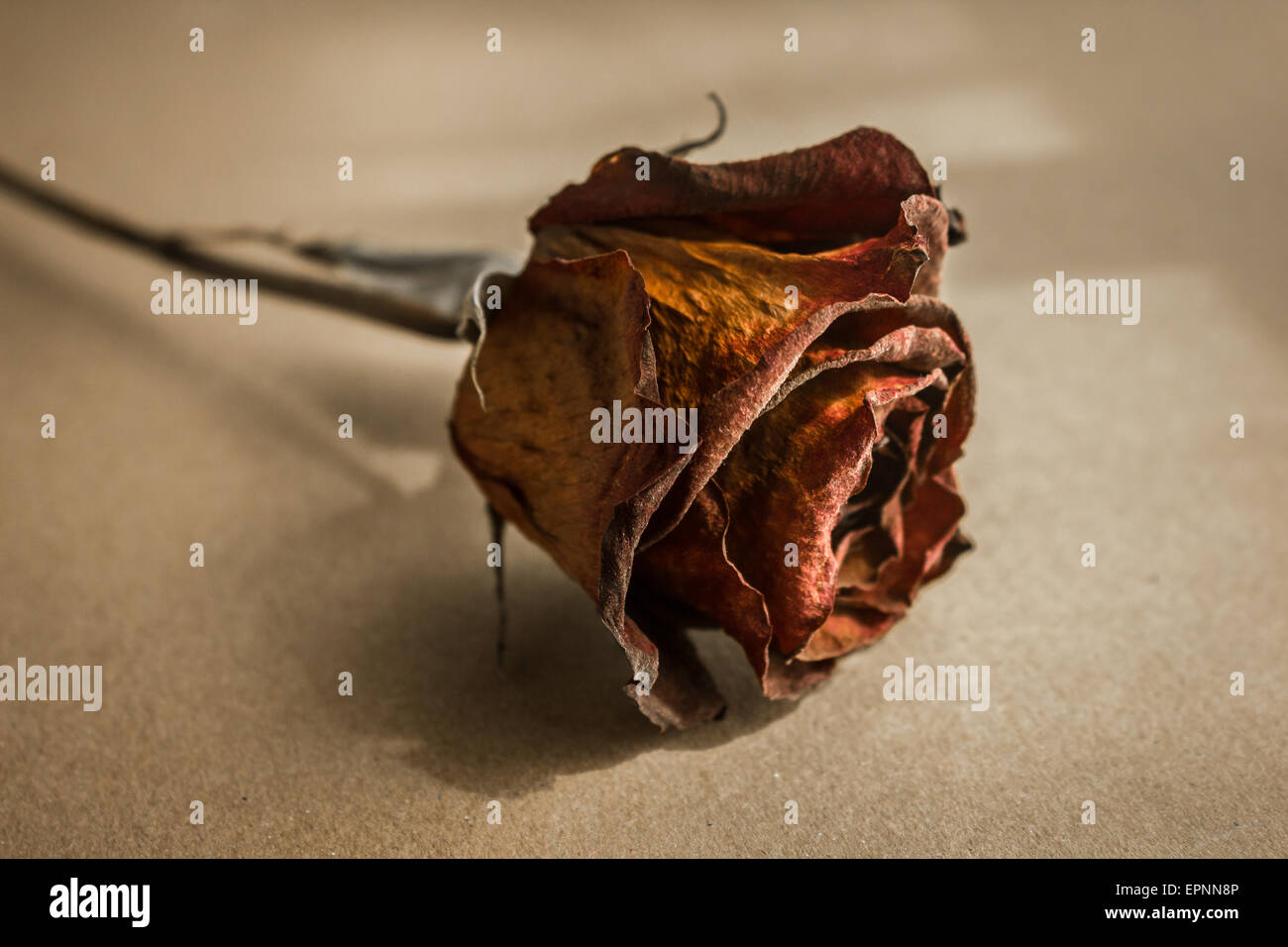 Red dead rose, concetto di amore perduto. Foto Stock