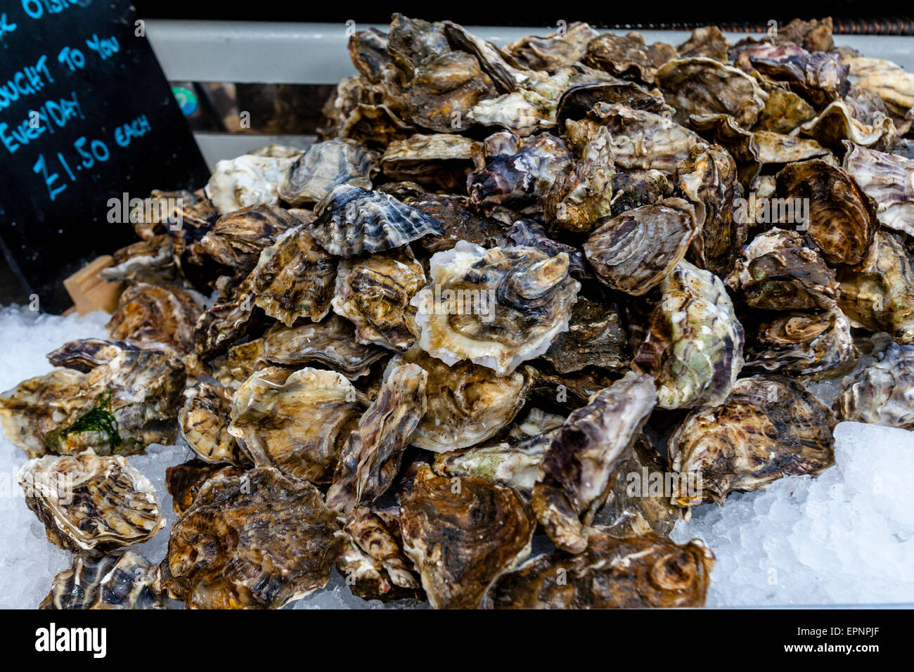 Ostriche di roccia per la vendita al mercato di Borough, zona di London Bridge, Londra, Inghilterra Foto Stock