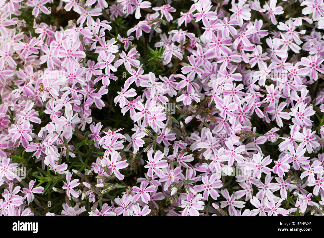 Phlox subulata 'Tamaongalei'. Alpine phlox fiori. Foto Stock