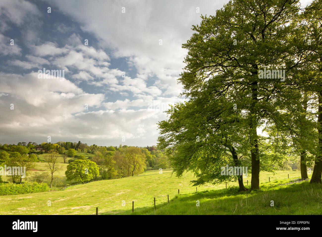 Una mattina di primavera in Worcestershire campagna vicino Alvechurch, England, Regno Unito Foto Stock