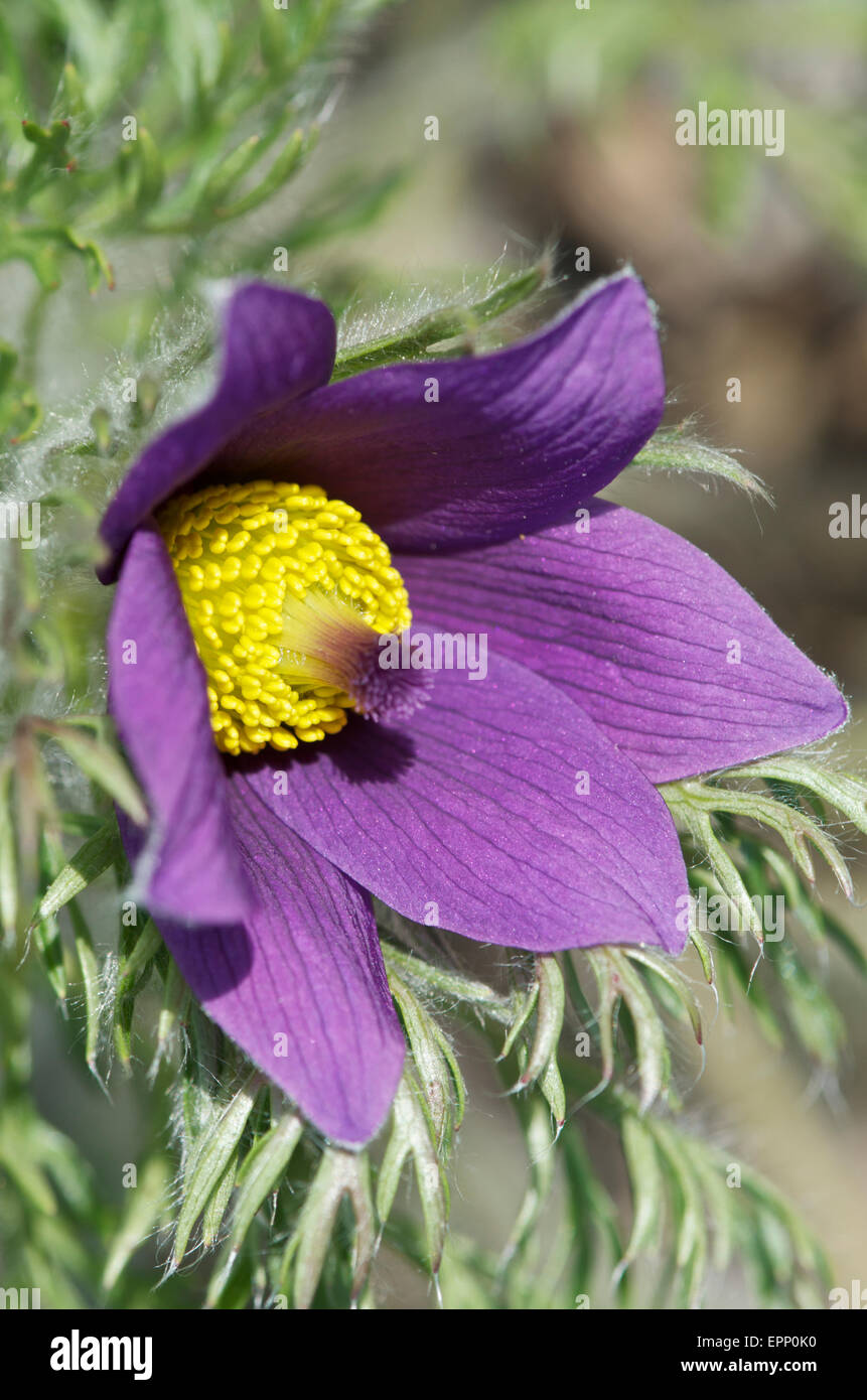 Pulsatilla vulgaris Macro Foto Stock