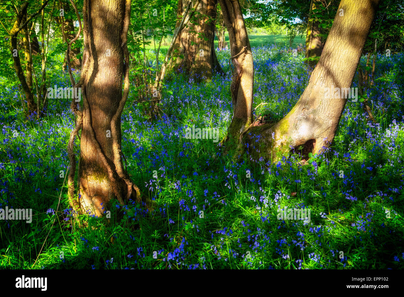 Bluebells nella nuova foresta, Hampshire, Inghilterra, Regno Unito Foto Stock