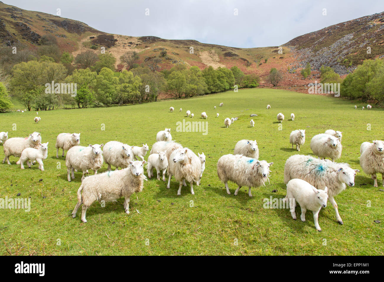 Un gregge di pecore, Wales, Regno Unito Foto Stock