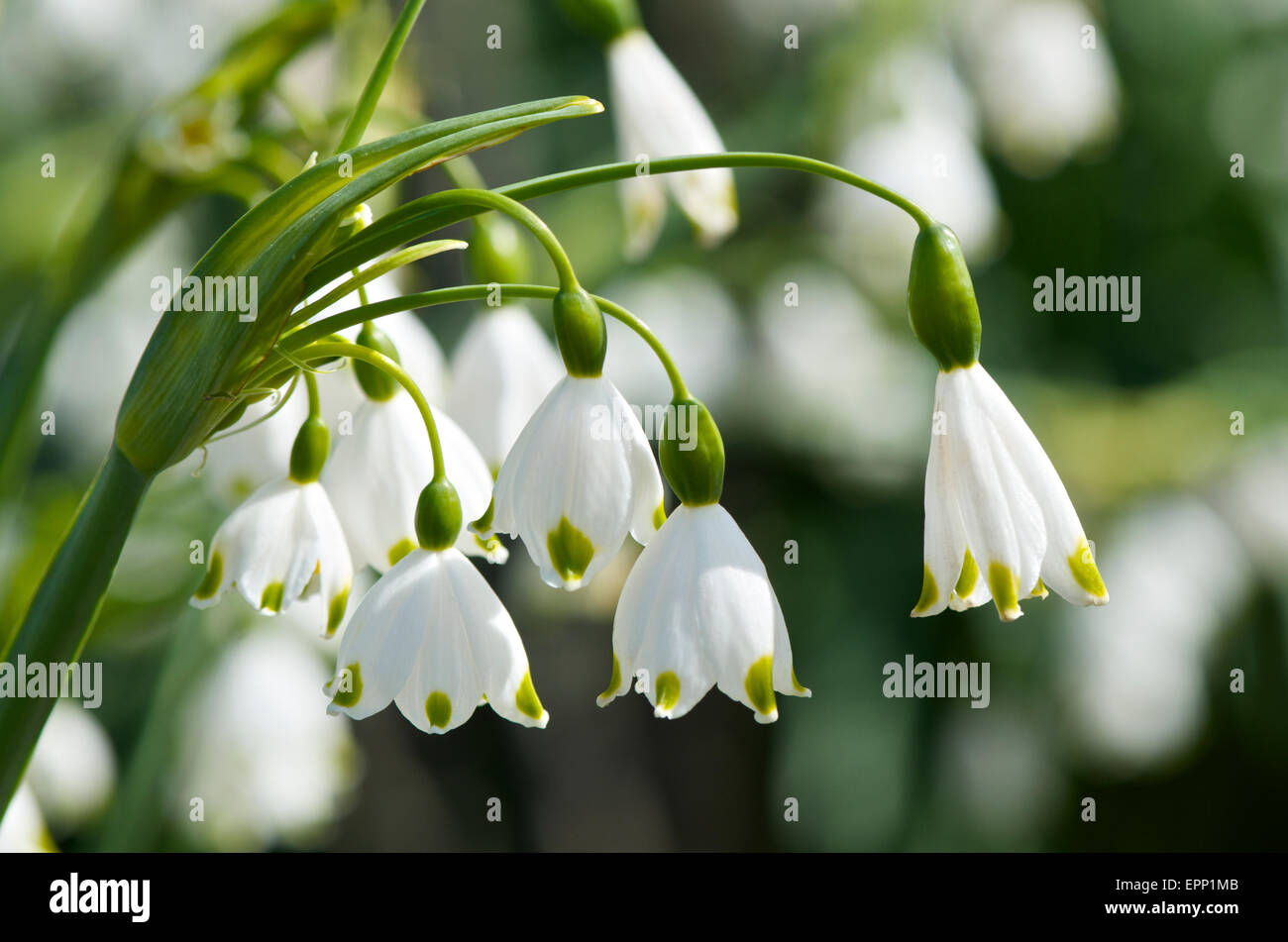 Estate " Fiocco di neve gigante Gravetye', Leucojum aestivum Gravetye "" Foto Stock