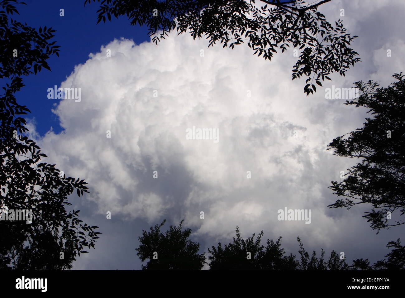 Nuvole temporalesche presi nel tardo pomeriggio incorniciata da rami di alberi Foto Stock