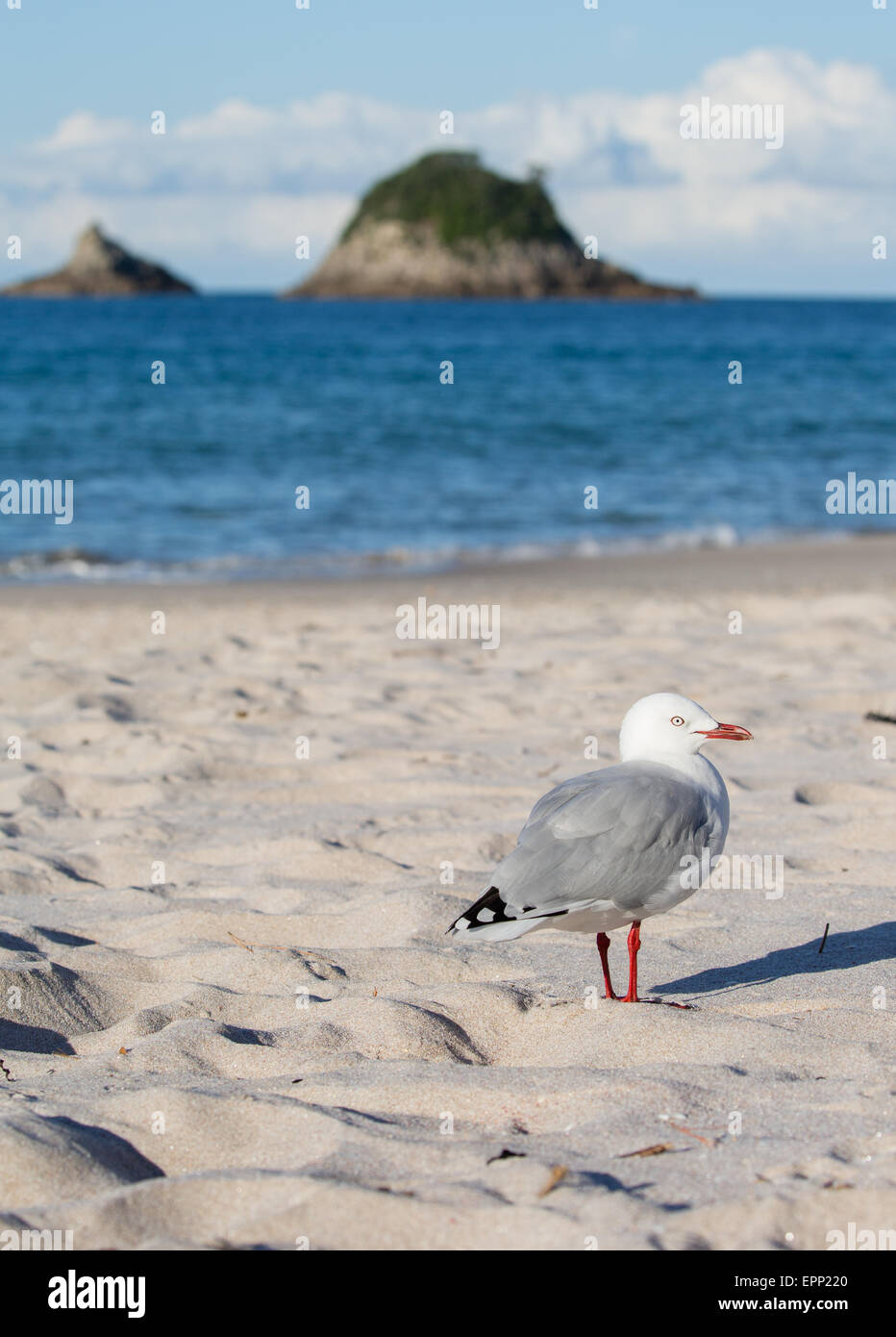 Silver gull Chroicocephalus novaehollandiae su Hahei Beach sulla Penisola di Coromandel Nuova Zelanda Foto Stock