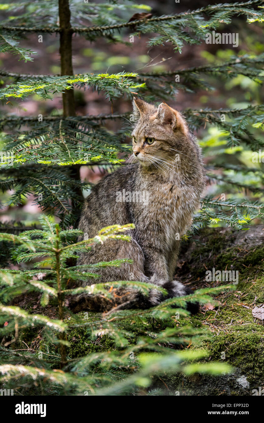 Unione gatto selvatico (Felis silvestris silvestris) seduta nella foresta di conifere Foto Stock