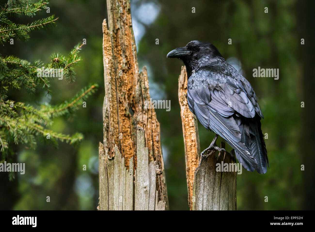 Comune di raven / nord del Corvo imperiale Corvus corax appollaiato sul ceppo di albero nella foresta di conifere Foto Stock