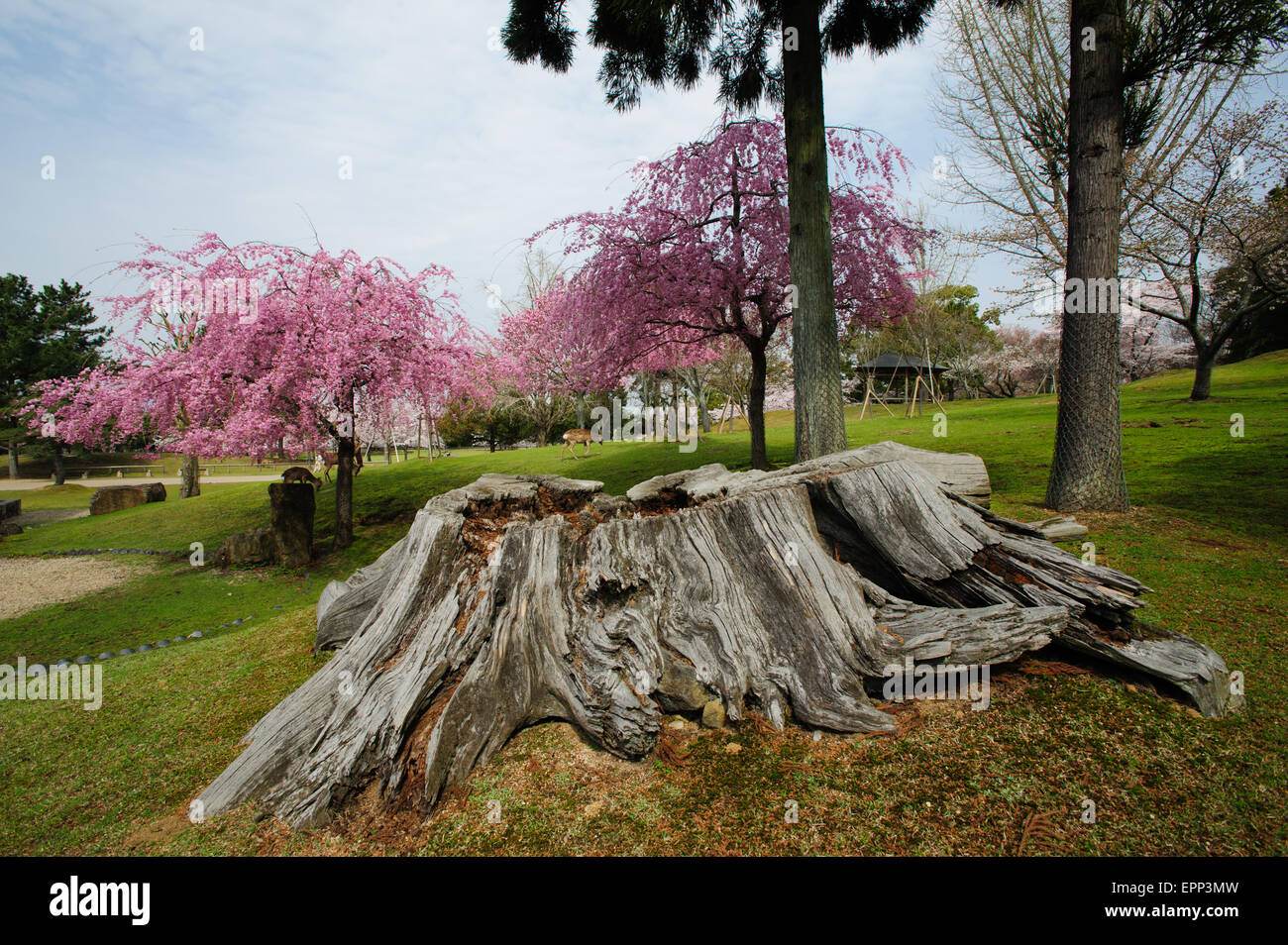 Il Parco di Nara nella regione di Kansai di Giappone, durante la fioritura dei ciliegi stagione all'inizio di primavera su una bella giornata di sole. Un luogo turistico da visitare Foto Stock