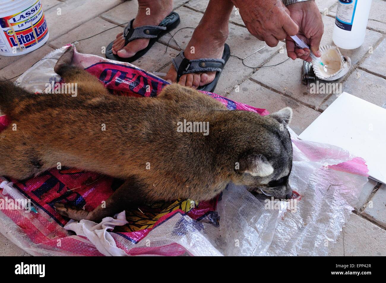 La dissezione di Raccoon - Shell cane - Perro Conchero - PUERTO PIZARRO. Dipartimento di Tumbes .PERÙ Foto Stock