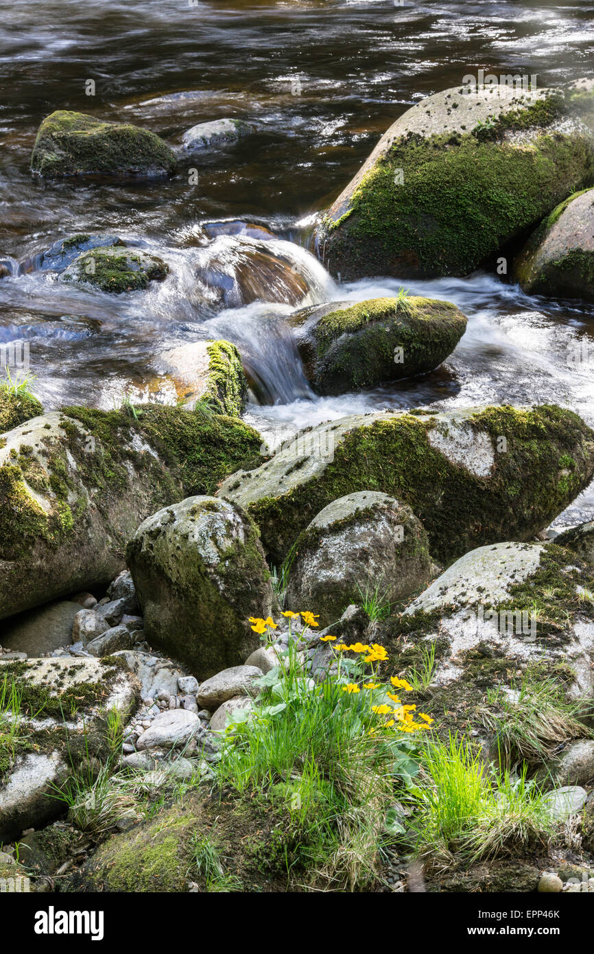 Torrente di montagna Foto Stock