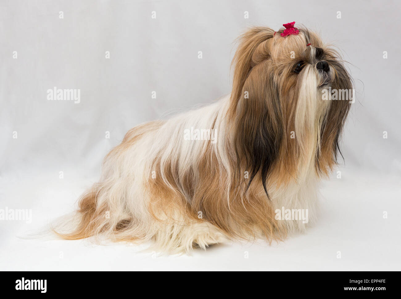 Razze di cani di piccola taglia immagini e fotografie stock ad alta  risoluzione - Alamy