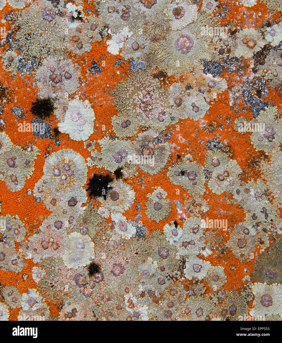 Colonie di crustose licheni crescono sulle rocce delle Alpi del Sud dell Isola del Sud della Nuova Zelanda Foto Stock