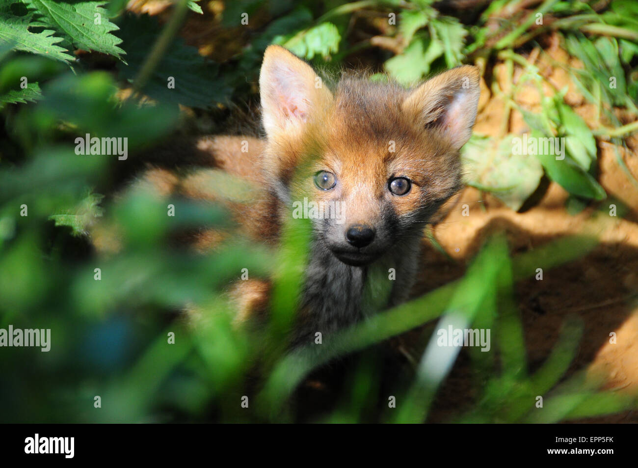 Cucciolo di volpe (Vulpes vulpes) emergenti dalla sua terra, Cotswolds, REGNO UNITO Foto Stock