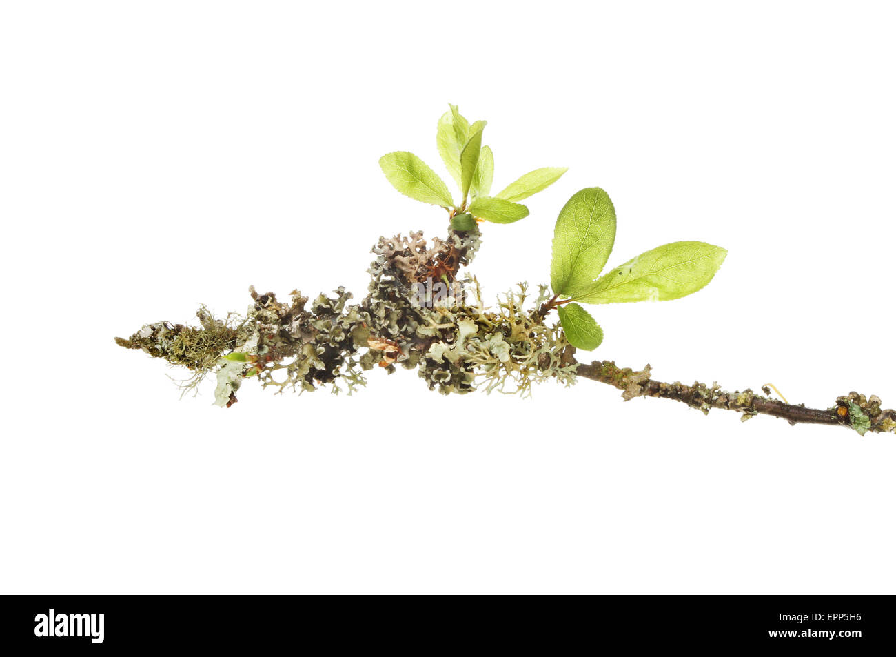 Licheni e nuove foglie su un ramoscello di un salice isolata contro bianco Foto Stock