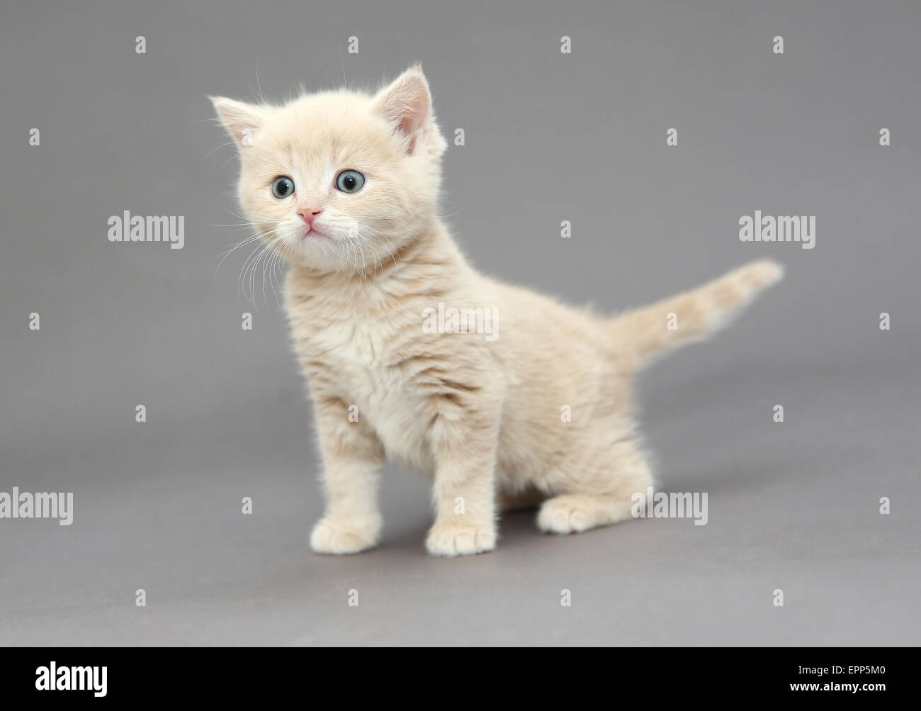 Котенок бежевый
