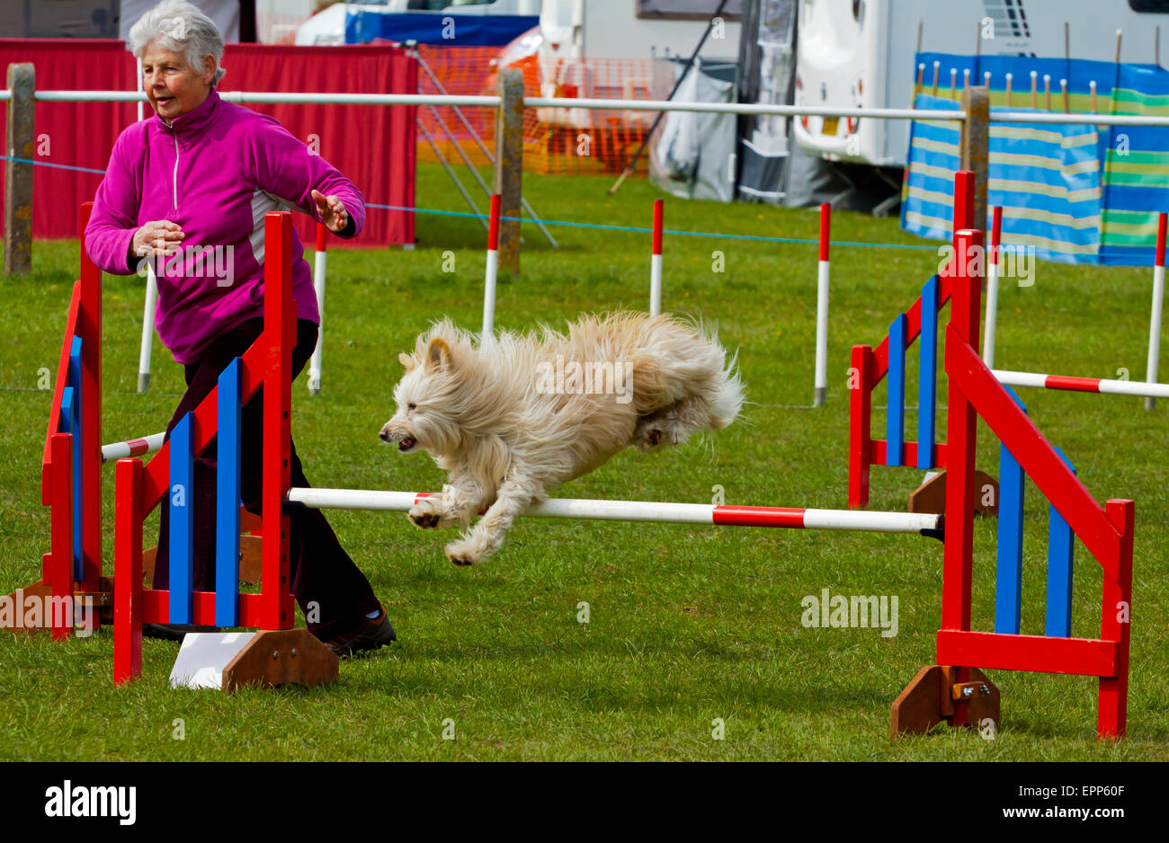 Personale altamente addestrato animali domestici cane con il suo proprietario in una competizione di agilità che coinvolgono i salti e le rampe Derbyshire England Regno Unito Foto Stock