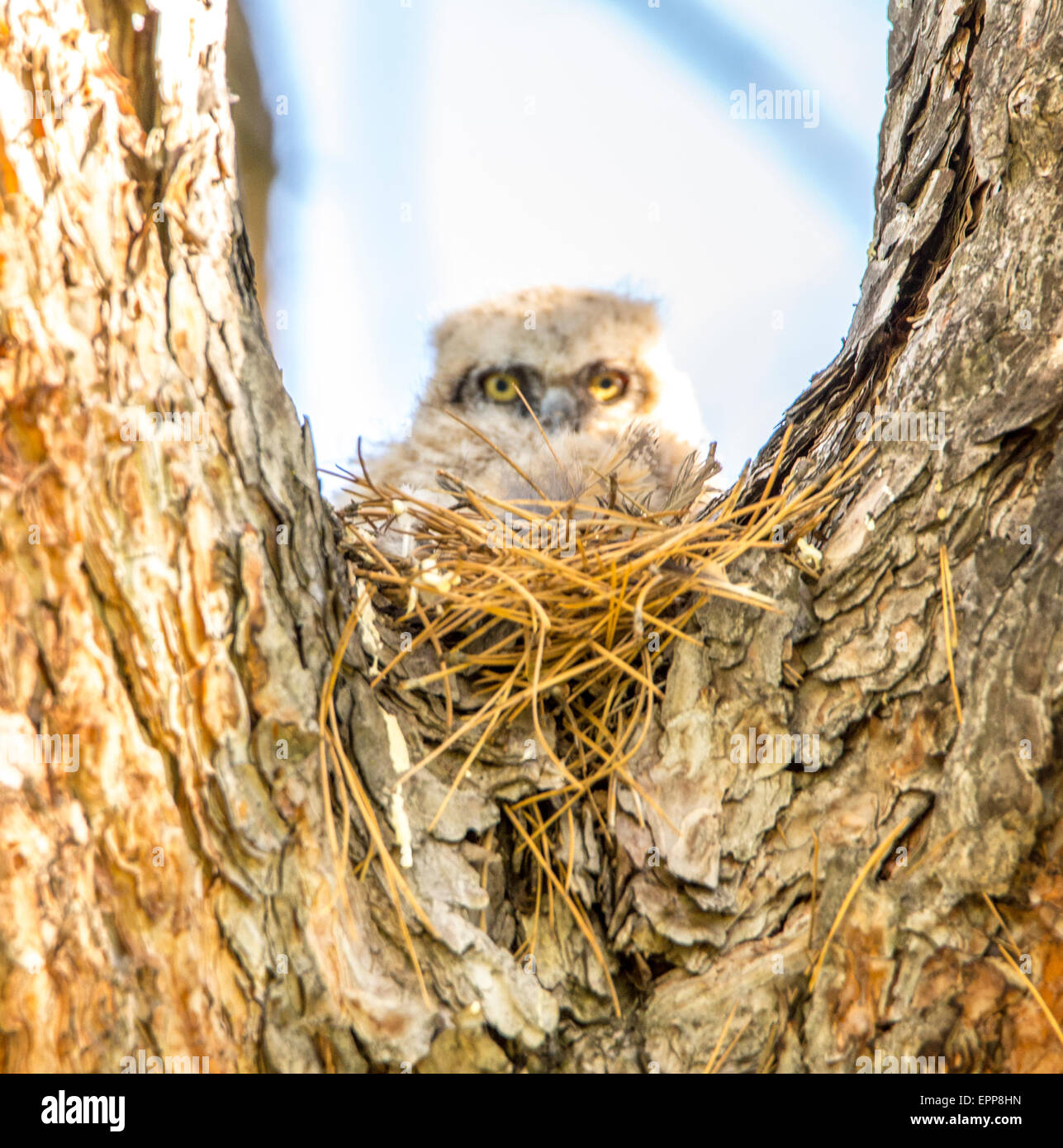 Gufi, nuovo nato grande cornuto Owlet appollaiato su un nido in pino cavità, Idaho Foto Stock