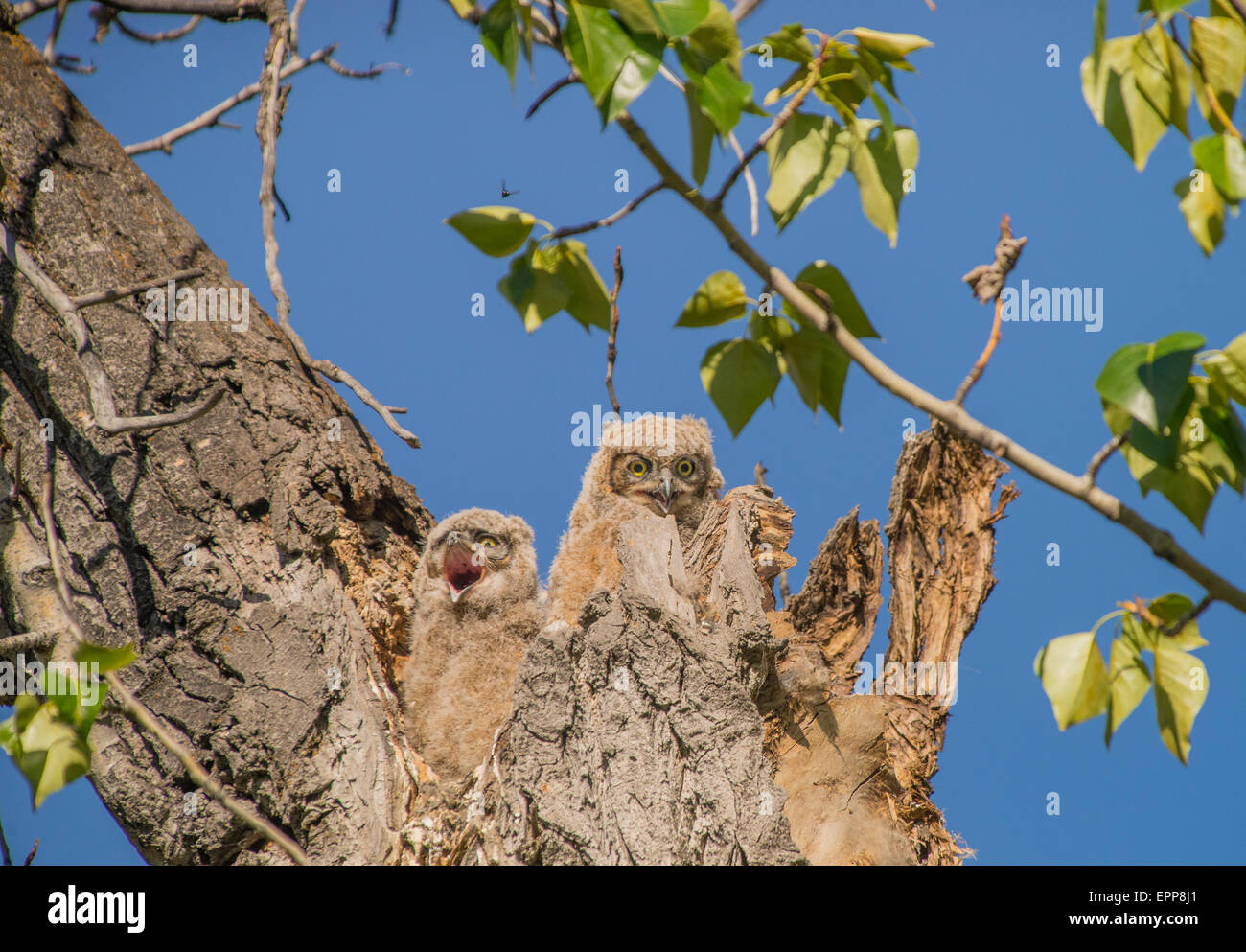 Civette,grande gufo cornuto, nuovo nato Owlets appollaiato nel nido della cavità ad albero. Fiume Boise Greenbelt, Boise, Idaho, Stati Uniti d'America Foto Stock