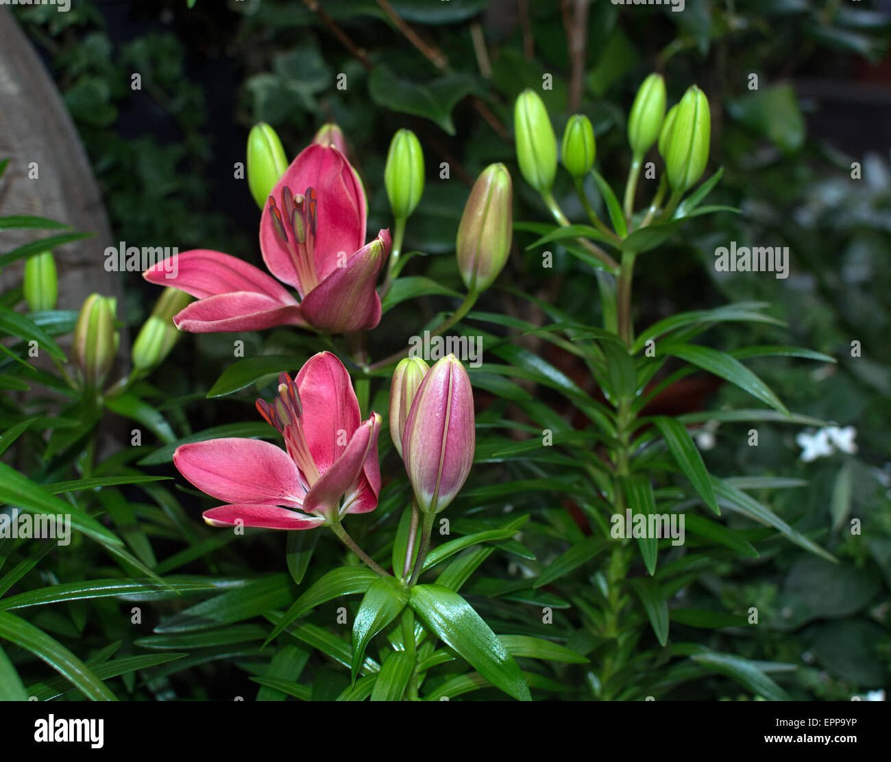 Giglio rosso fiori closeup (Lilium) fioritura in maggio. Foto Stock