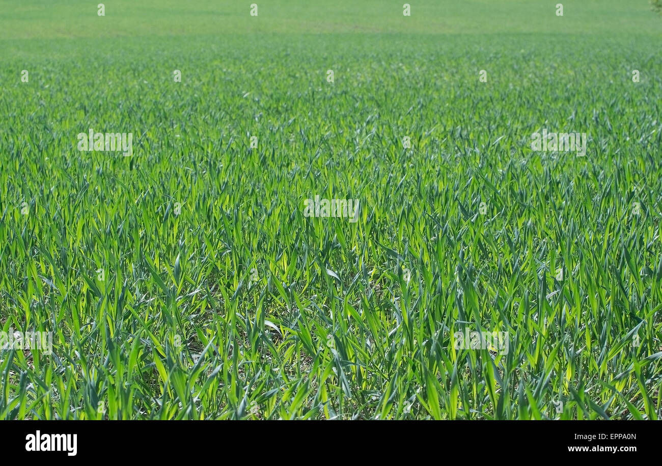 Campo verde di grano giovani dopo le piogge di maggio sunshine. Foto Stock