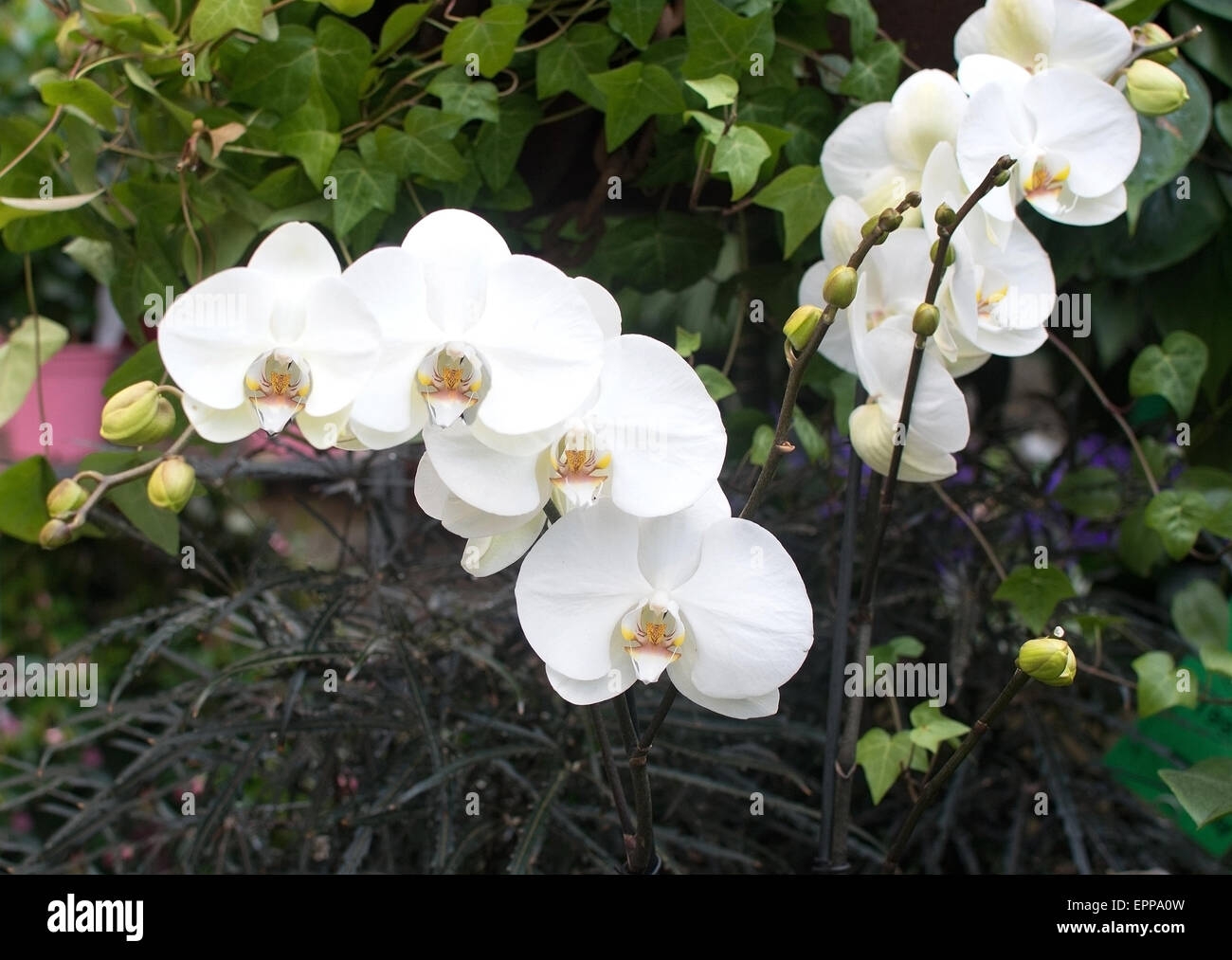 Le orchidee bianche closeup (Orchideaeae) esotico fiore tropicale. Foto Stock