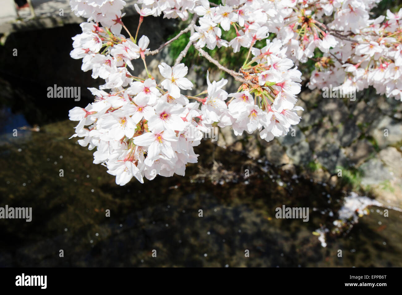 Il Fiore di Ciliegio stagione. La primavera è arrivata a Kyoto in Giappone ed è segnata da tante vivaci alberi in fiore che fiorisce in diverse località in Kyoto. Foto Stock