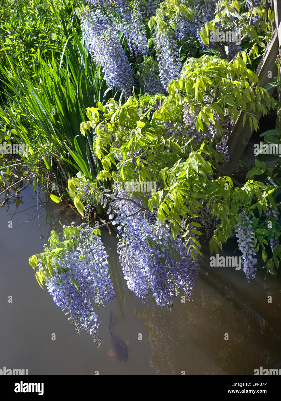 Il Glicine in fiore perfetto appeso sopra un flusso con una carpa pesce in primo piano REGNO UNITO Foto Stock