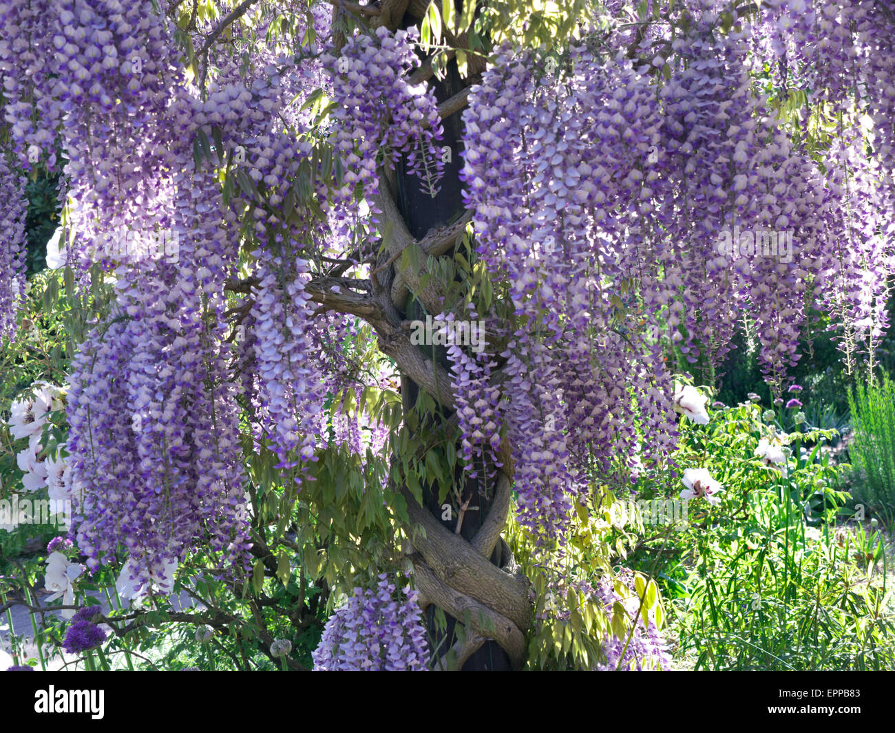 Albero di glicine in piena fioritura, che cresce in un giardino britannico verdeggiante e soleggiato Foto Stock