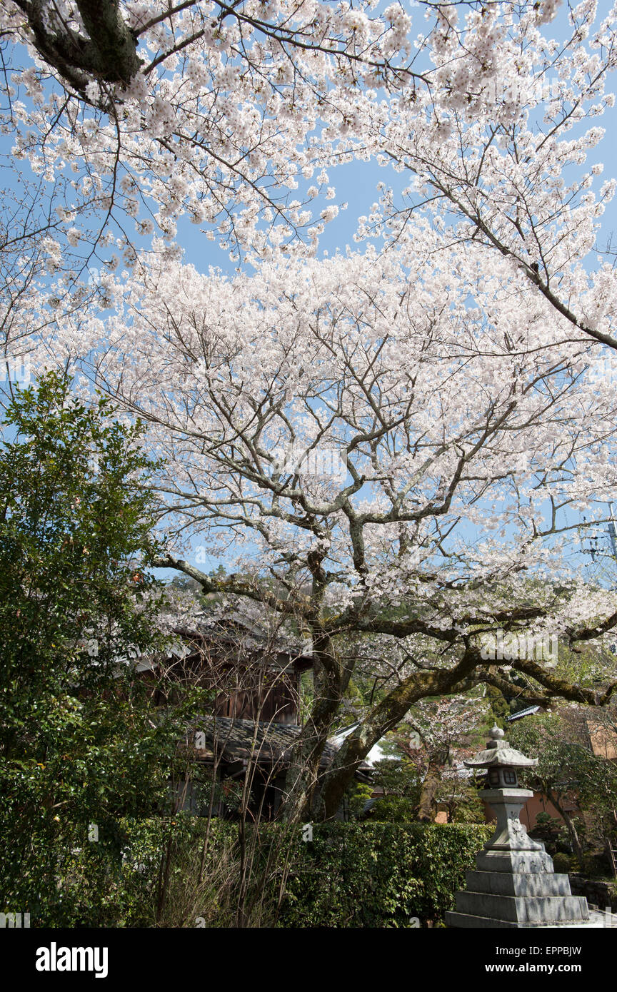 Il Fiore di Ciliegio stagione. La primavera è arrivata a Kyoto in Giappone ed è segnata da tante vivaci alberi in fiore che fiorisce in diverse località in Kyoto. Foto Stock