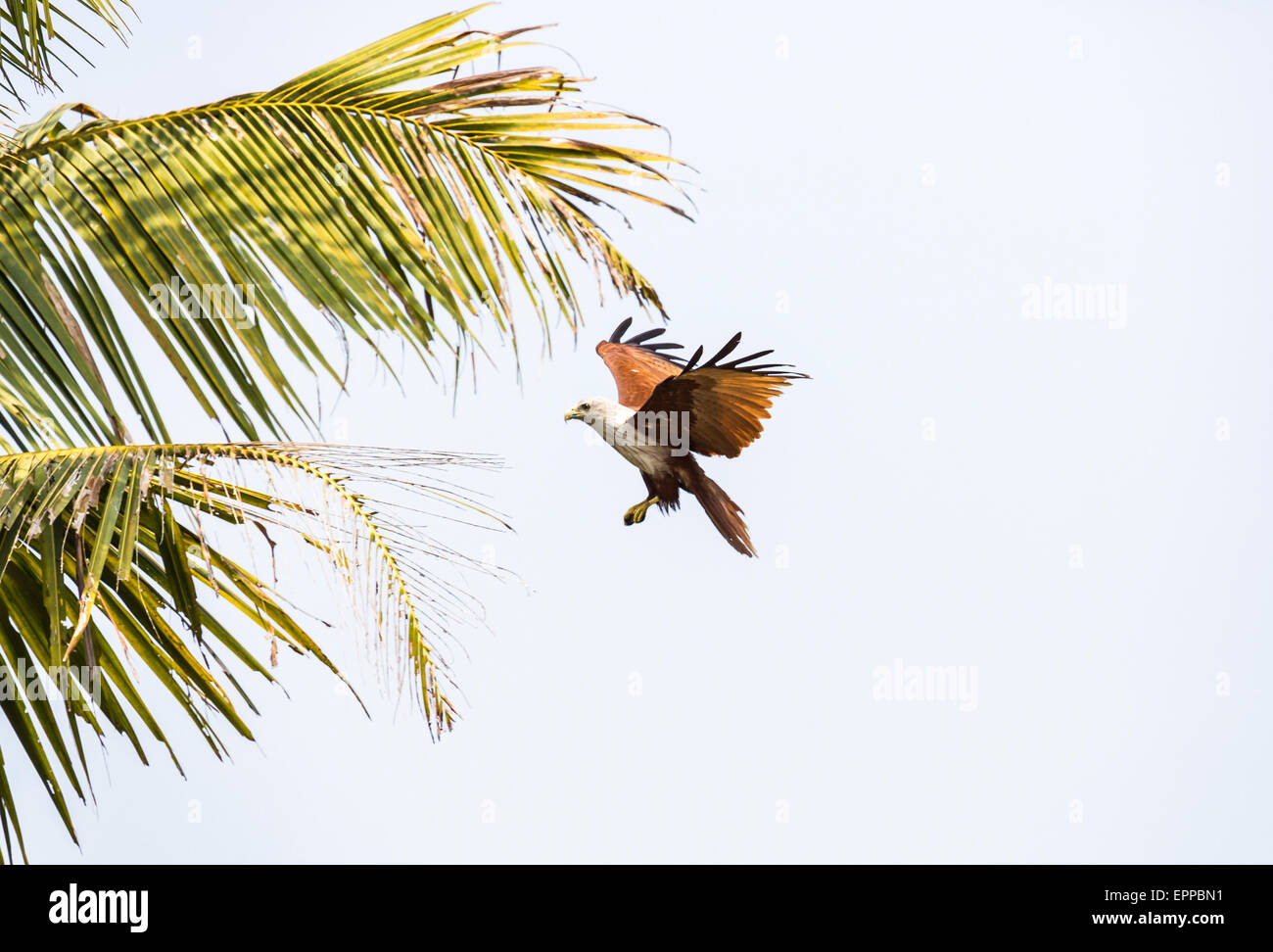 Brahminy kite (Haliastur indus) o rosso-backed sea-Eagle, in volo, ali stese, attorno alla terra, Cochin, Kerala, nell India meridionale Foto Stock