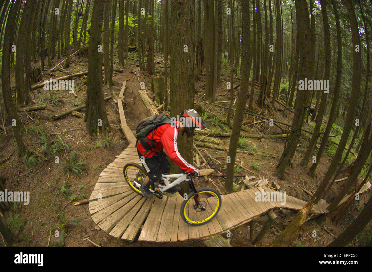 L'uomo sulla sua mountain bike una scaletta bridge nella foresta vicino la missione, BC Foto Stock