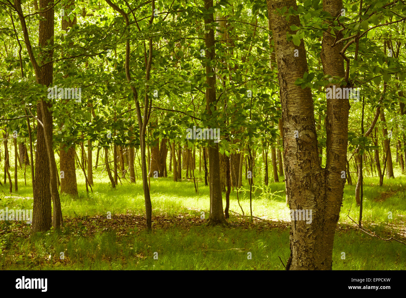 Eastern miscelato alle foreste di latifoglie in tarda primavera, Harriman State Park, New York, Stati Uniti d'America Foto Stock