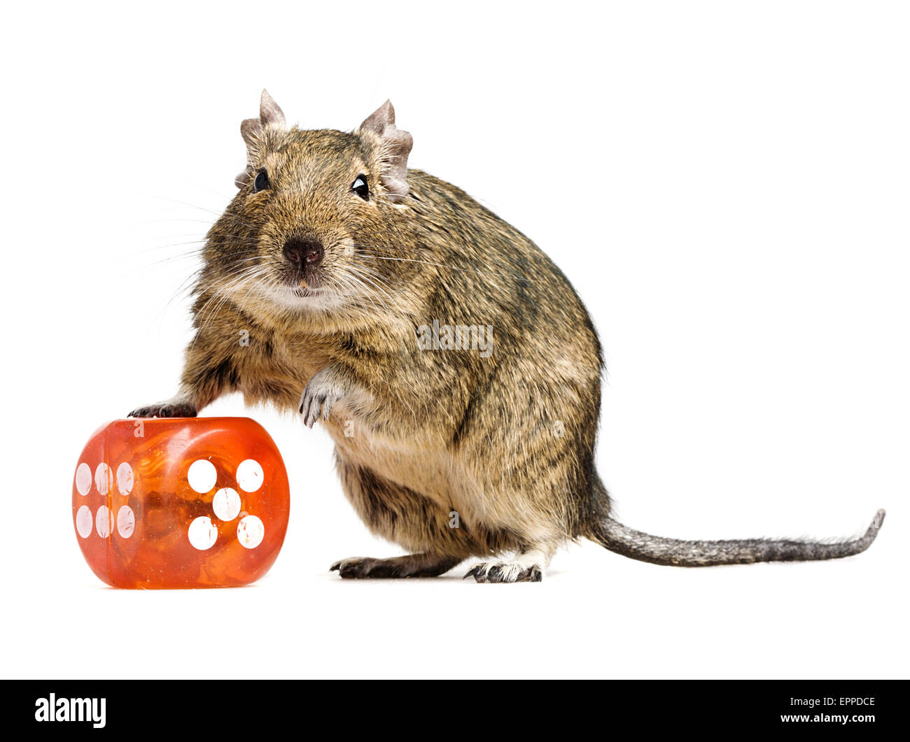 Funny hamster in piedi con grande cubo di dadi a tutta lunghezza closeup su sfondo bianco Foto Stock