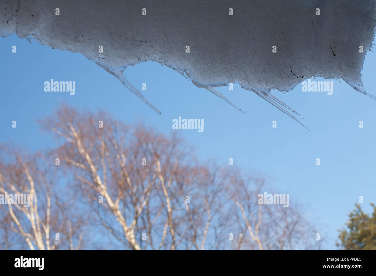 La molla ghiaccioli appesi al tetto sulla molla di cielo blu e di betulle sullo sfondo Foto Stock