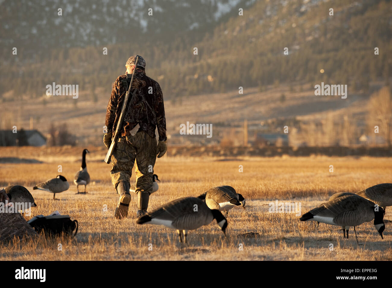 Un cacciatore sondaggi il suo decoy mentre la caccia di oche in Carson City, NV. Foto Stock