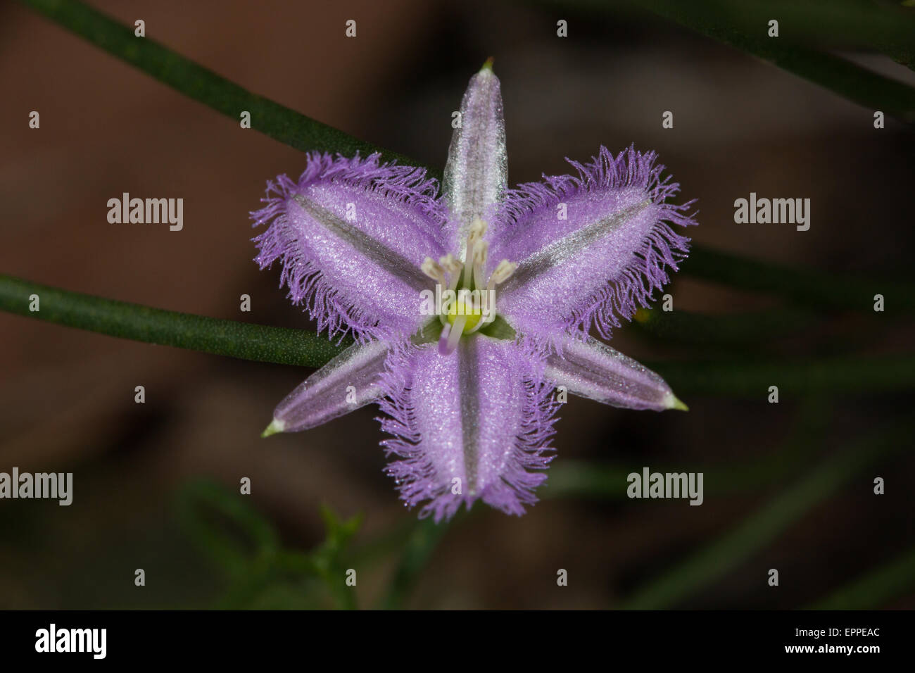 Orlata Lily (Thysanotus tuberosus) fiore Foto Stock