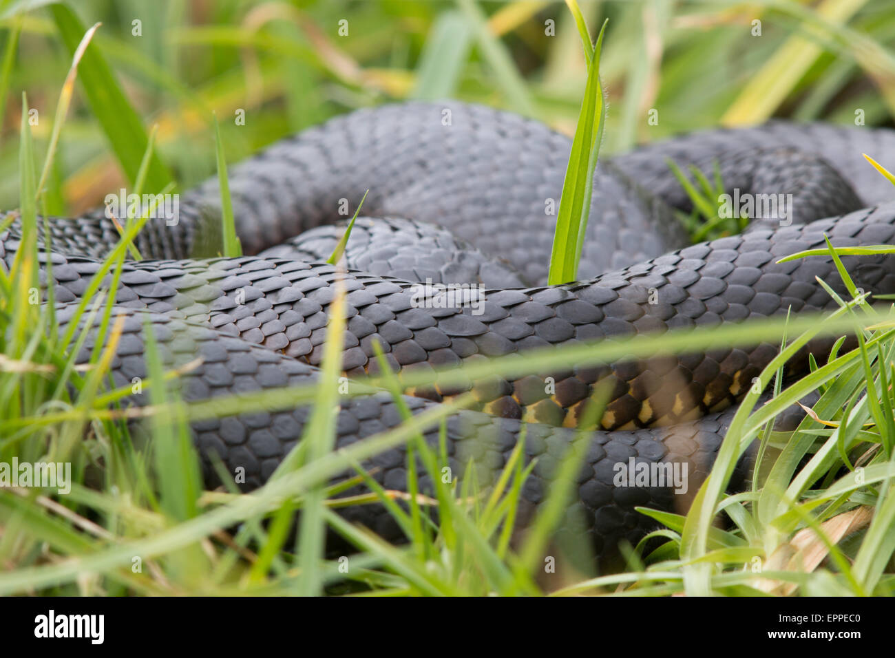 Tiger Snake (Notechis scutatus) crogiolarsi in erba lunga Foto Stock