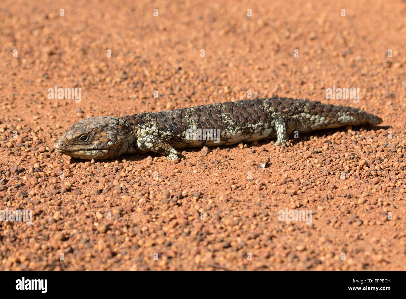 Shingleback (Tiliqua rugosa) Foto Stock