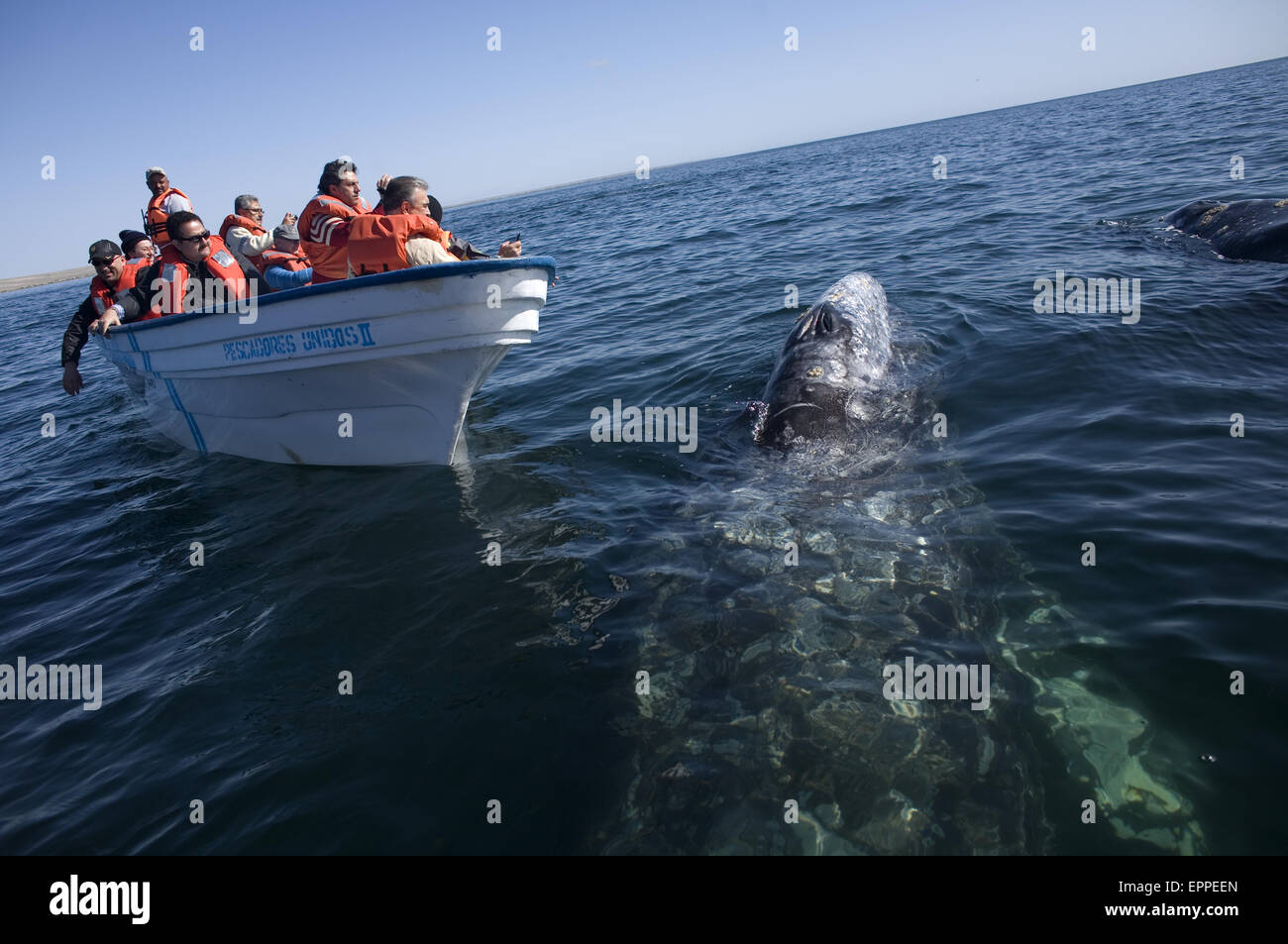 Una balena grigia nuota vicino a turisti in una barca in Ojo de Liebre laguna vicino la città di Guerrero Negro in Messico meridionale della Baja Cal Foto Stock
