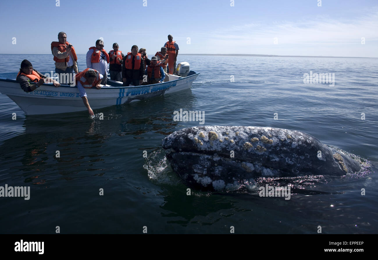 Una balena grigia nuota vicino a turisti in Ojo de Liebre laguna vicino la città di Guerrero Negro in Messico. Foto Stock