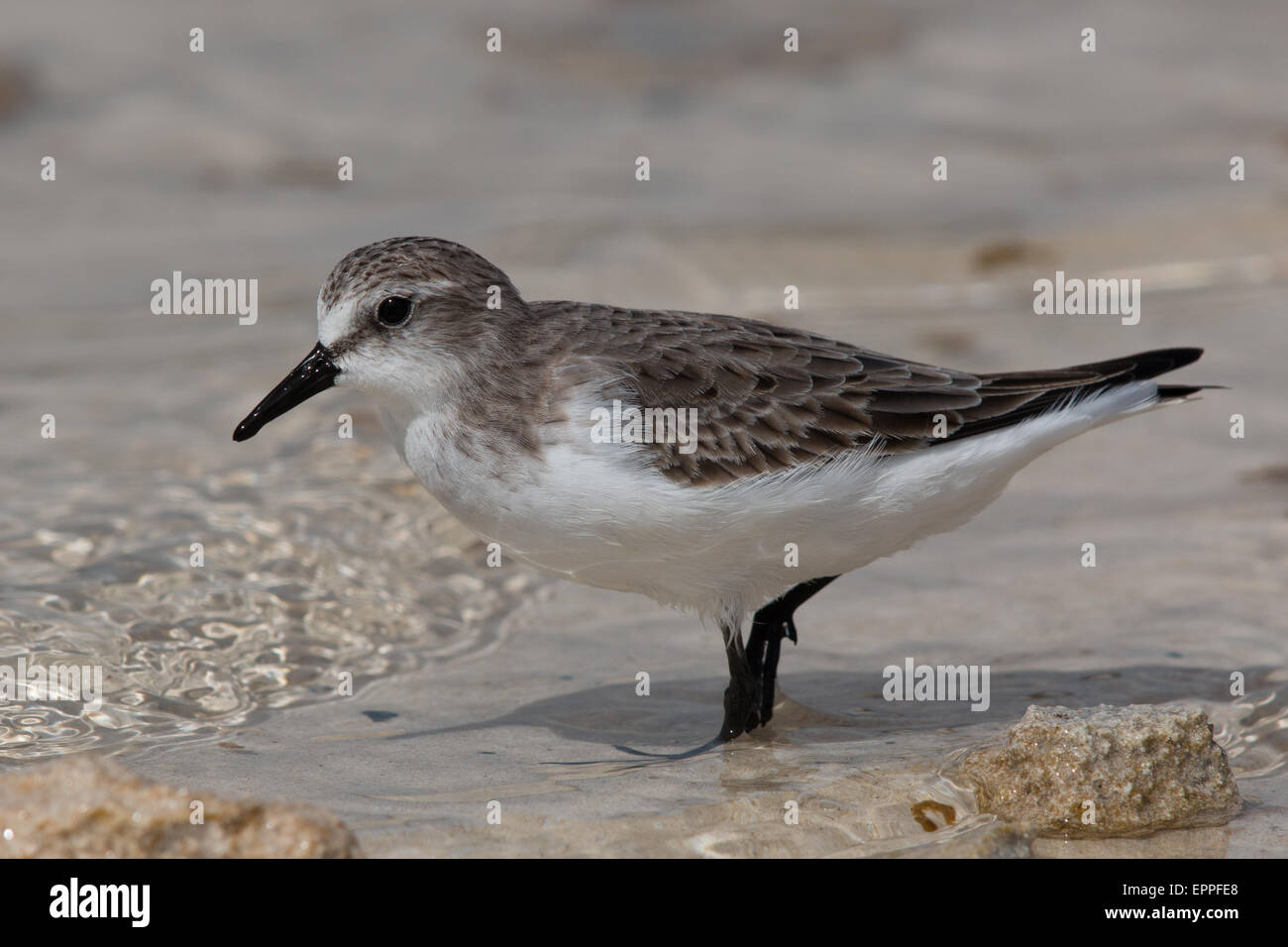 Inverno-plumaged Rosso Colli (Stint Calidris ruficollis) Foto Stock