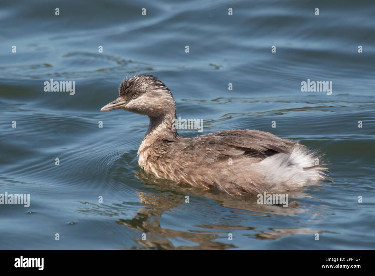 Annoso capo-Svasso (Poliocephalus poliocephalus) Foto Stock