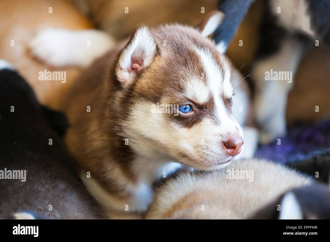 Quattro settimane di età cuccioli di Husky in un canile Foto Stock