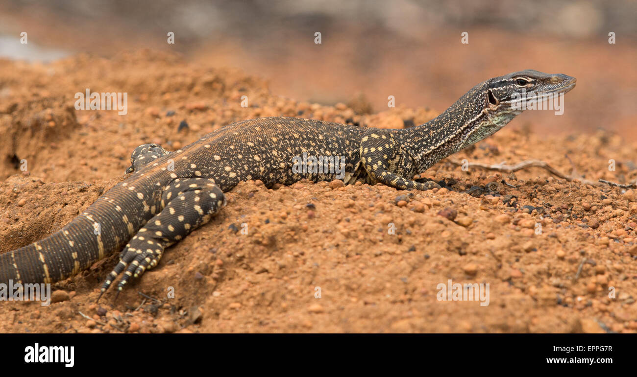 Sabbia Goanna (Varanus gouldii) Foto Stock